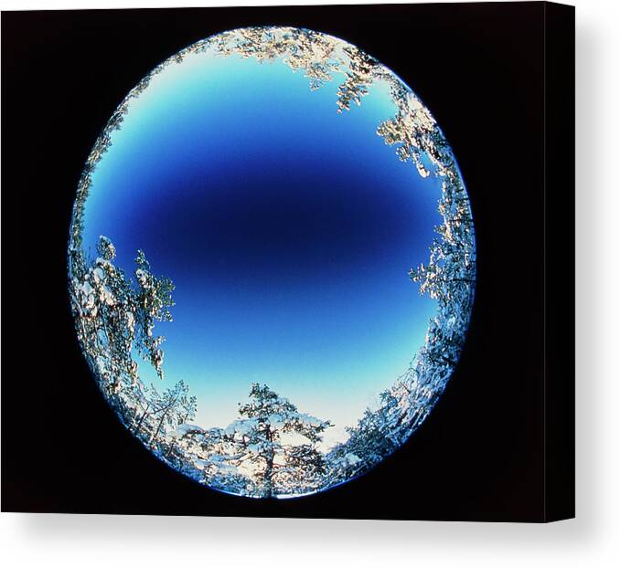 Winter Canvas Print featuring the photograph Circular Fish-eye View Of Snowy Trees & Blue Sky by Pekka Parviainen/science Photo Library