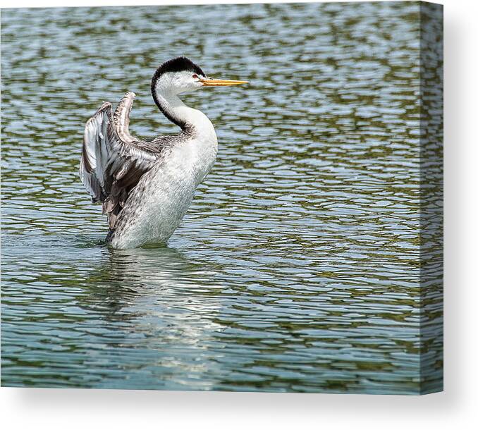 Birds Canvas Print featuring the photograph Clark's Grebe 6229 by Janis Knight