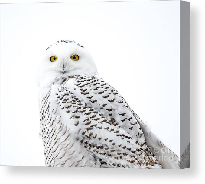 Field Canvas Print featuring the photograph Close Up Snowy by Cheryl Baxter