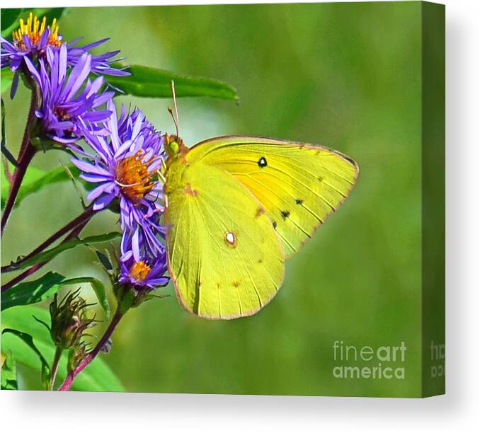 Butterfly Canvas Print featuring the photograph Clouded Sulphur by Rodney Campbell