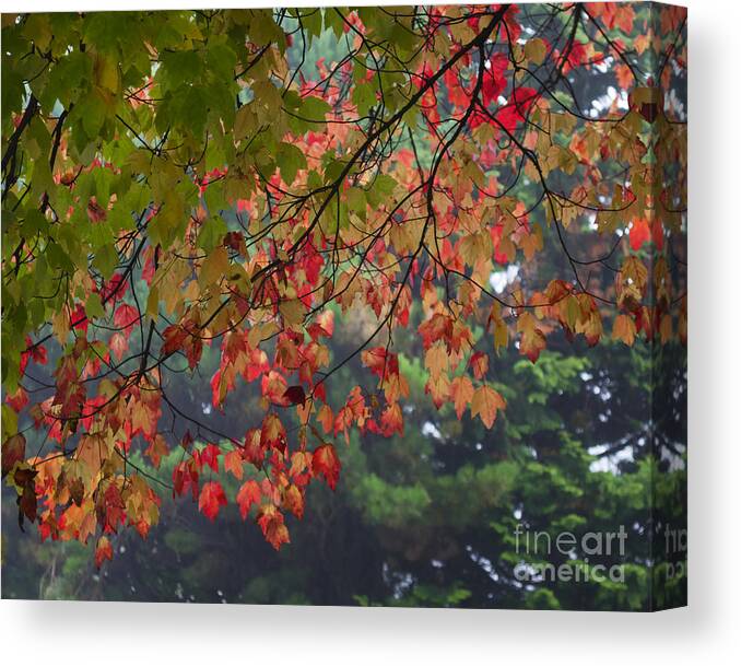 Fall Canvas Print featuring the photograph Collection of Colour in the Morning Fog by Maria Janicki