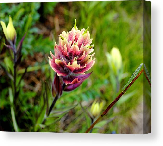 Colorado Wildflower Canvas Print featuring the photograph Colorado Color by Jessica Tookey