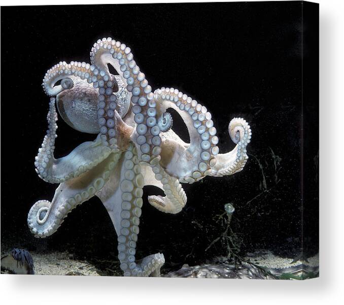 Common Octopus Canvas Print featuring the photograph Common Octopus by Jean-Michel Labat