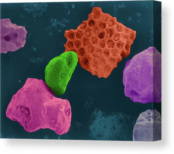 96333a Canvas Print featuring the photograph Coral Sand by Dennis Kunkel Microscopy/science Photo Library