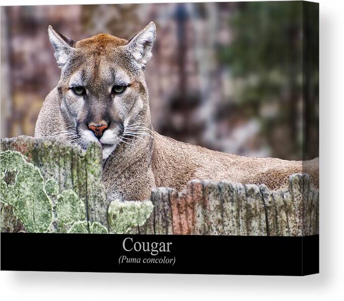 Class Room Posters Canvas Print featuring the digital art Cougar resting on a tree stump by Flees Photos