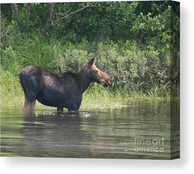 Moose Canvas Print featuring the photograph Cow Moose Breakfast by Neal Eslinger