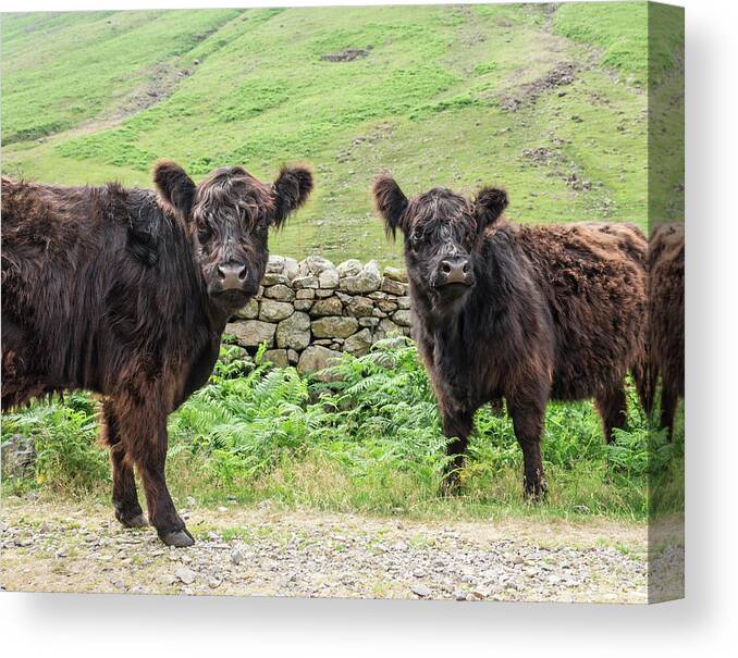 Hairy Canvas Print featuring the photograph Cows, Lake District, England by David Madison
