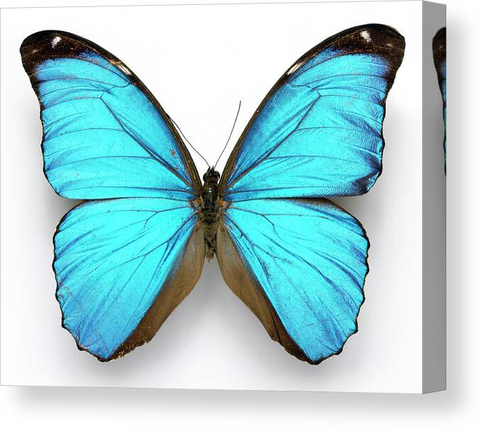 Cramer's Blue Butterfly Canvas Print featuring the photograph Cramer's Blue Butterfly by Natural History Museum, London/science Photo Library
