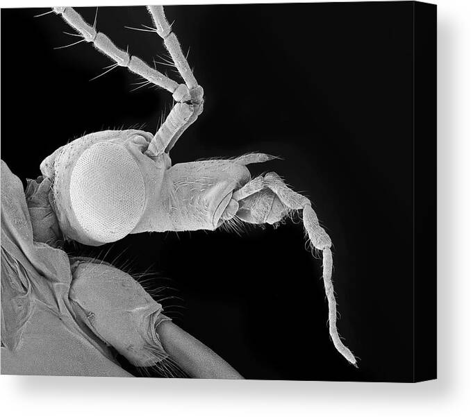 98102a Canvas Print featuring the photograph Crane Fly by Dennis Kunkel Microscopy/science Photo Library