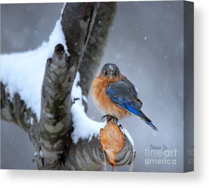 Nature Canvas Print featuring the photograph Cranky Can Be Cute by Nava Thompson