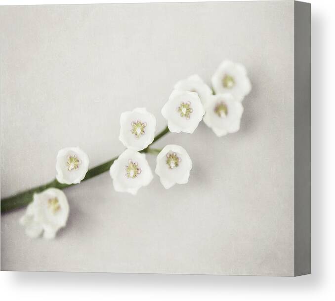 Cream Canvas Print featuring the photograph Cream and White Lily of the Valley Still Life by Lisa R