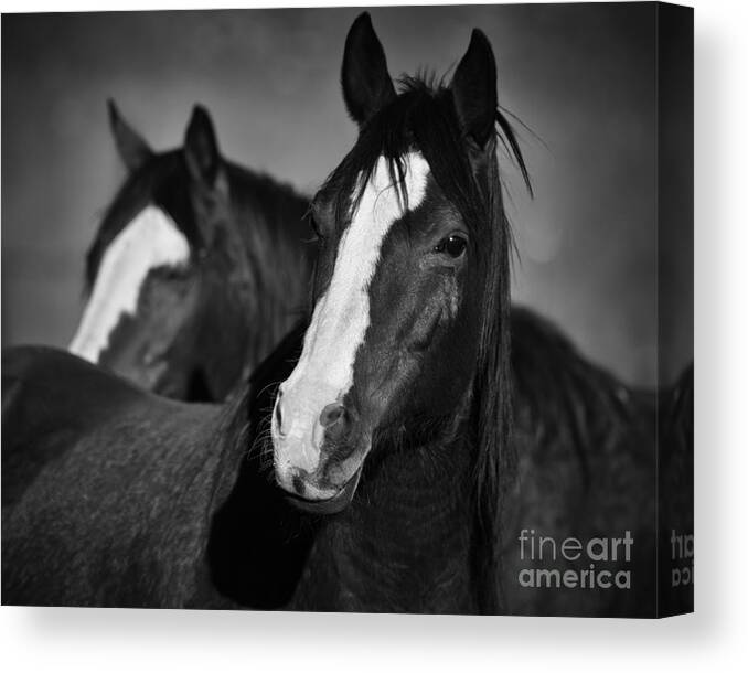 Horse Canvas Print featuring the photograph Curious Horses by Ana V Ramirez