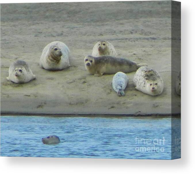 Nature Canvas Print featuring the photograph Cute Faces by Gallery Of Hope 