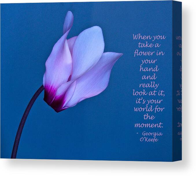 Flower Canvas Print featuring the photograph Cyclamen on Blue with O Keefe Quote by Phyllis Meinke