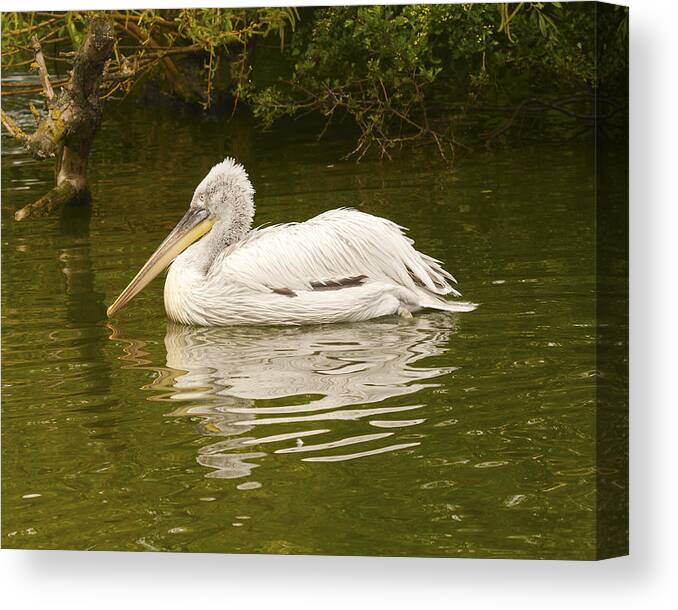 Pelican Canvas Print featuring the photograph Dalmation Pelican by Paul Scoullar