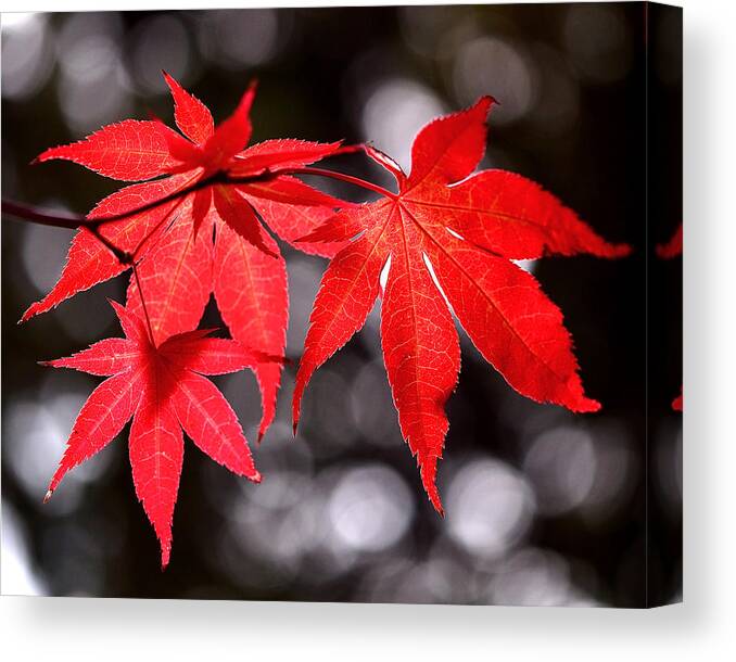 Maple Leaves Canvas Print featuring the photograph Dancing Japanese Maple by Rona Black