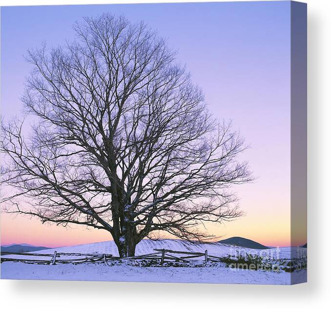 Winter Canvas Print featuring the photograph December Twilight by Alan L Graham