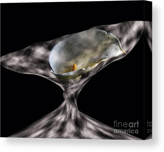 Calla Lily Canvas Print featuring the photograph Designer Lily by Shirley Mangini