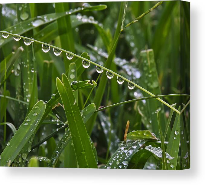 Macro Canvas Print featuring the photograph Dew on the Grass by Betty Eich