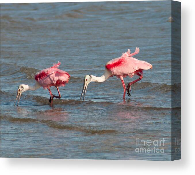 Roseate Spoonbills Canvas Print featuring the photograph Dining Duo by Stephen Whalen