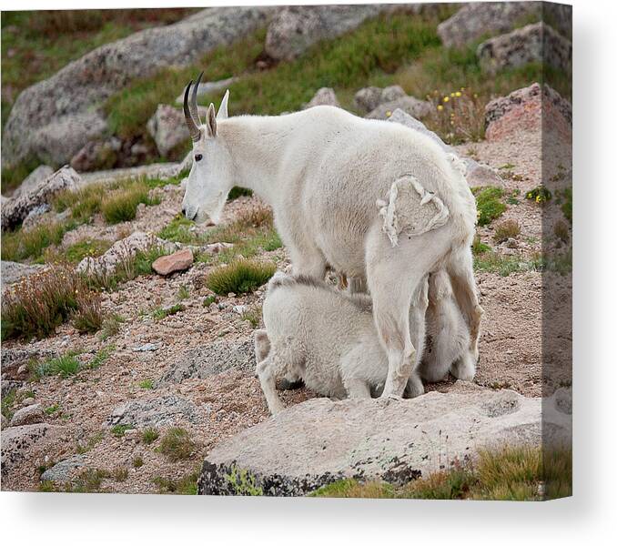 Mountain Goats Canvas Print featuring the photograph Double the Fun by Jim Garrison