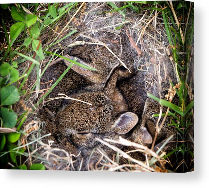 Rabbit Canvas Print featuring the photograph Down the Rabbit Hole by Alan Raasch