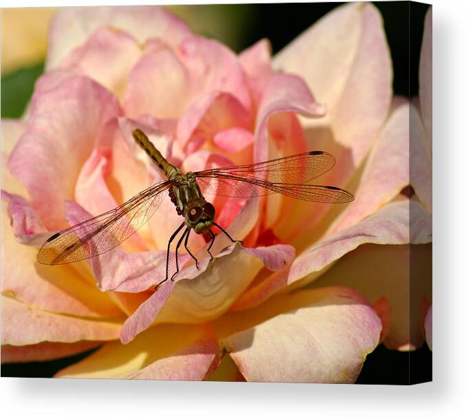 Dragonflies Canvas Print featuring the photograph Dragonfly on a Rose by Ben Upham III