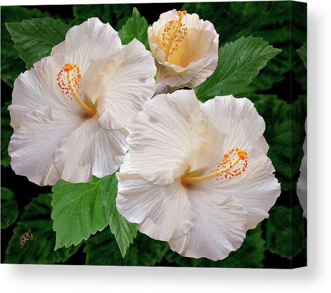 Tropical Flower Canvas Print featuring the photograph Dreamy Blooms - White Hibiscus by Ben and Raisa Gertsberg