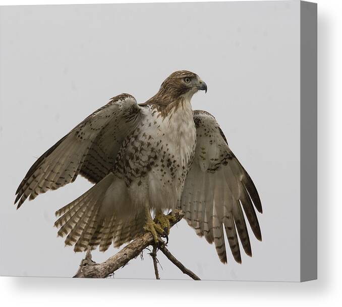 Red Tail Hawk Photograph Canvas Print featuring the photograph Drying Out by Jim E Johnson