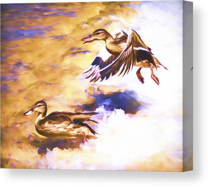 Mallard Canvas Print featuring the mixed media Ducks Landing by Priya Ghose