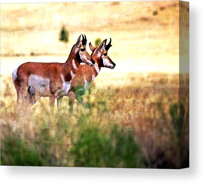 Antelope Canvas Print featuring the photograph Dynamic Duo by Marty Koch