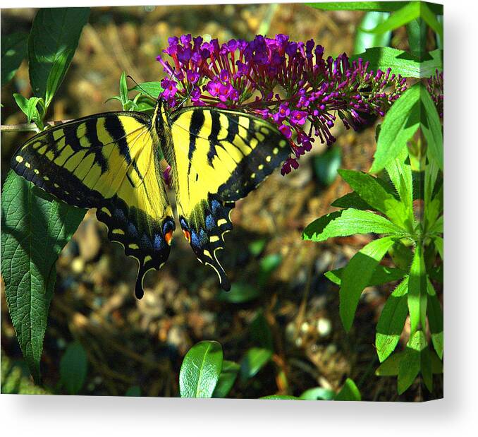 Butterfly Canvas Print featuring the photograph Eastern tiger swallowtail by Bruce Carpenter