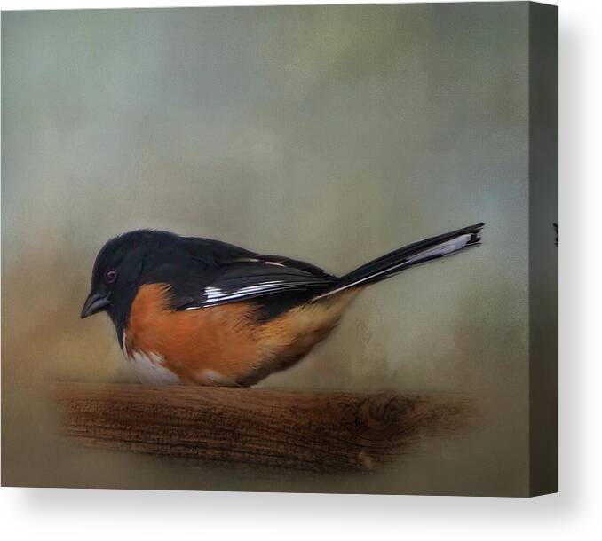 Towhee Canvas Print featuring the photograph Eastern Towhee by TnBackroadsPhotos 