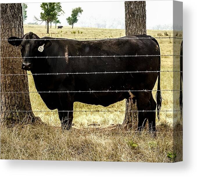 Cow Canvas Print featuring the photograph Eat More Chicken by Robert L Jackson