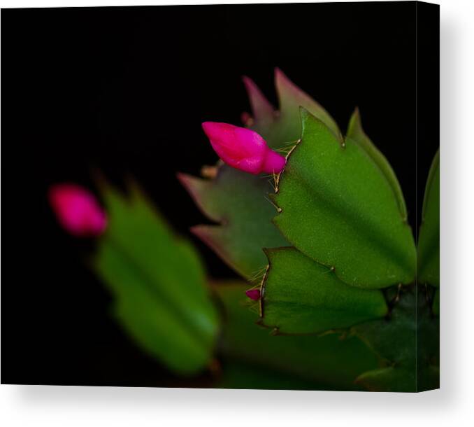 Cactus Canvas Print featuring the photograph Echoing Christmas Cactus Buds by Rona Black