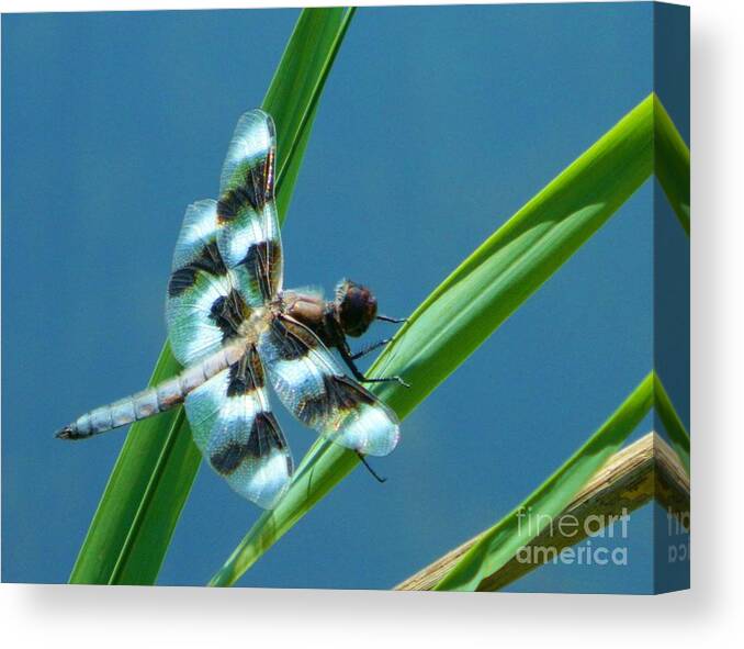 Nature Canvas Print featuring the photograph Elegance of Nature by Gallery Of Hope 
