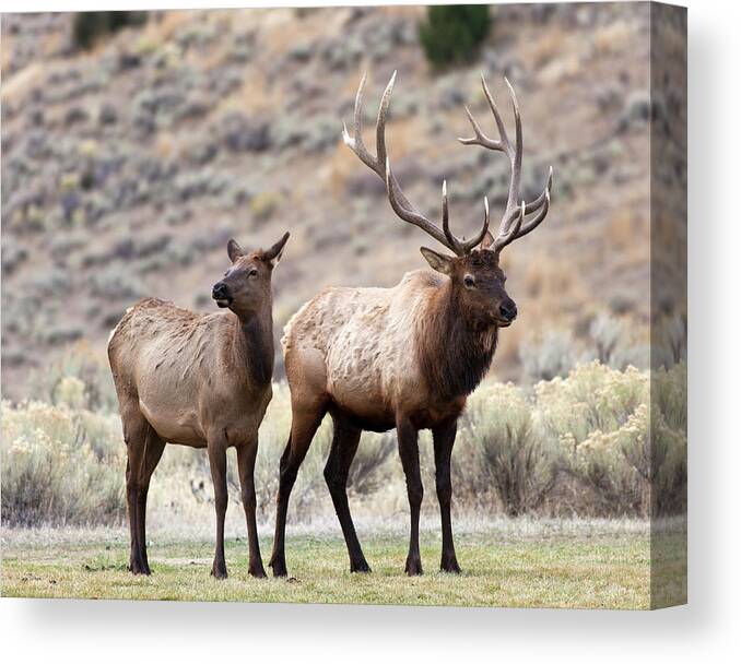 Male Animal Canvas Print featuring the photograph Elk In Yellowstone National Park by Traveler1116