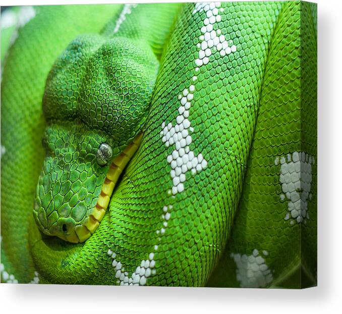 Snake Canvas Print featuring the photograph Emerald Tree Boa by Doug McPherson