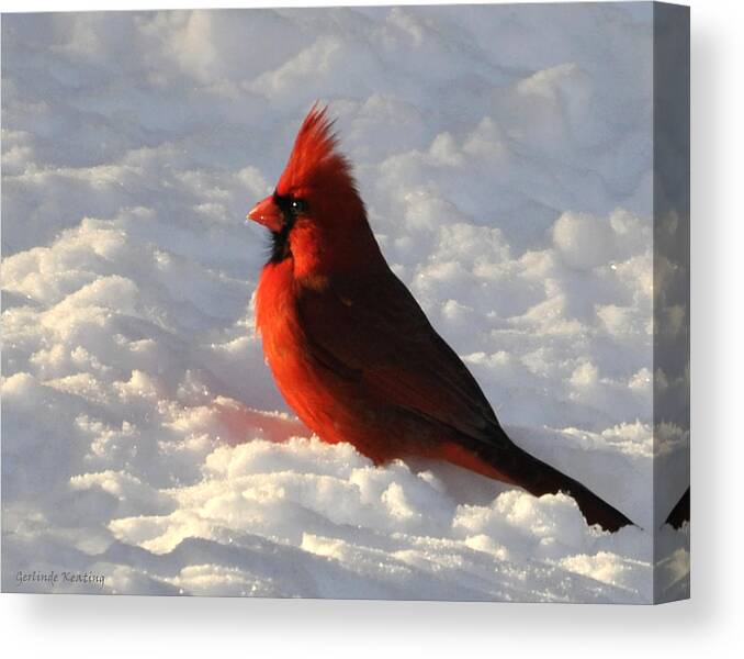 Wildlife Canvas Print featuring the photograph Enjoying the Sunshine by Gerlinde Keating