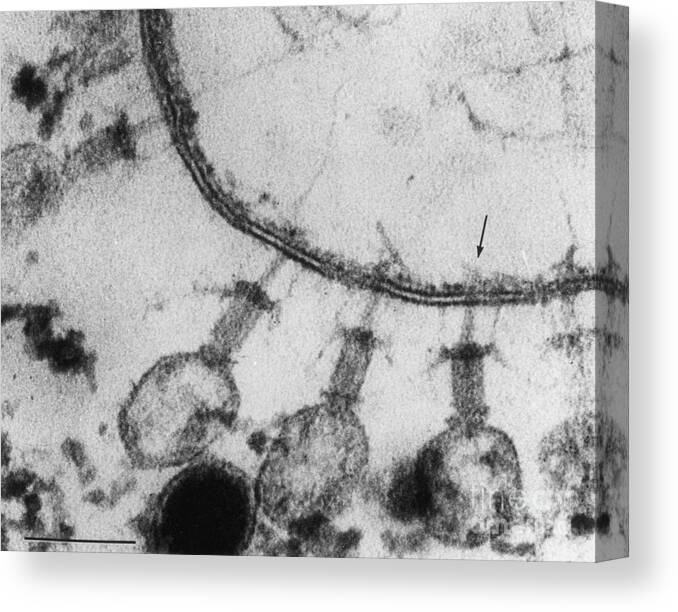 Electron Micrograph Canvas Print featuring the photograph Enterobacteria Phage T2 by Lee D. Simon