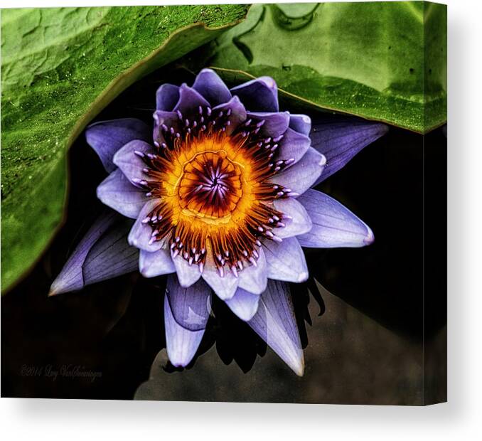 Flower Canvas Print featuring the photograph Ethereal Beauty by Lucy VanSwearingen