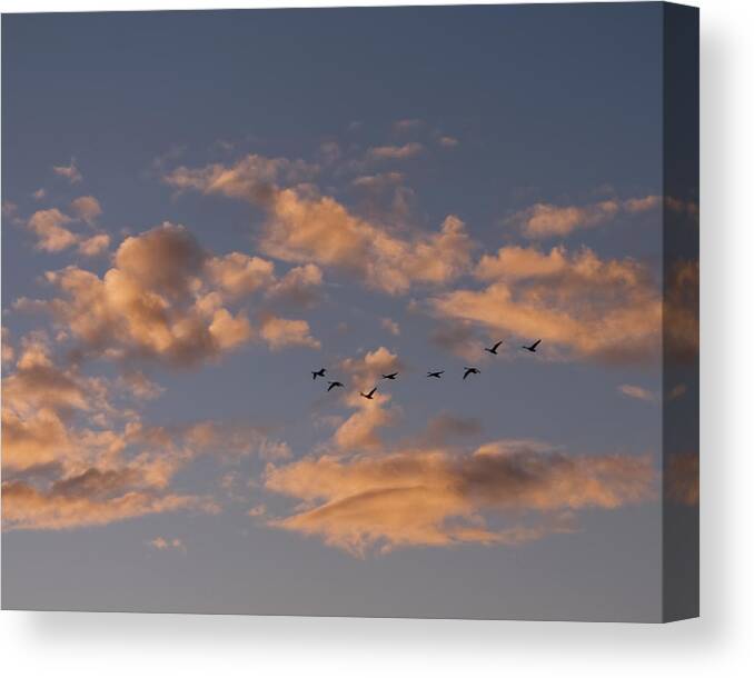 Landscape Canvas Print featuring the photograph Evening Flight by Rhonda McDougall