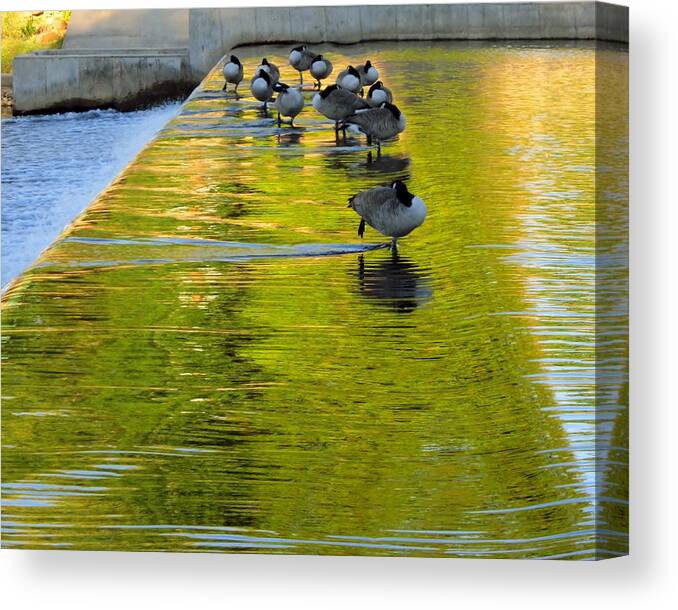 Water Canvas Print featuring the photograph Evening Gathering of the Gander by Cynthia Clark