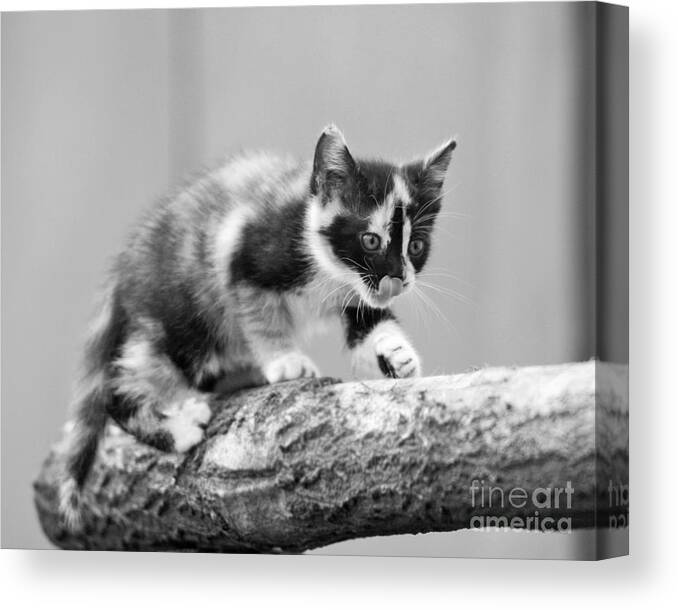 Cat Canvas Print featuring the photograph Explorer 2 by Quilling Wonderland