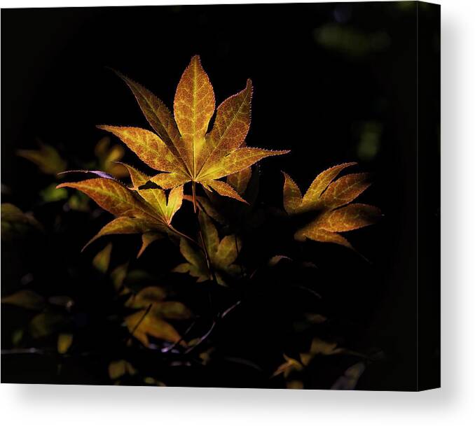 Sweet Gum Canvas Print featuring the photograph Fall Color in Woodland Light by Michael Dougherty