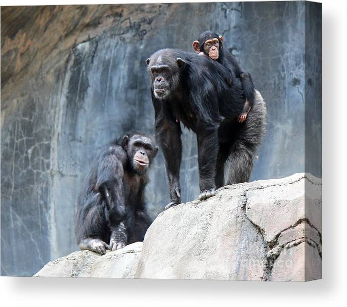 These Three Appeared To Be Posing For A Portrait. Canvas Print featuring the photograph Family Portrait by Cheryl Del Toro
