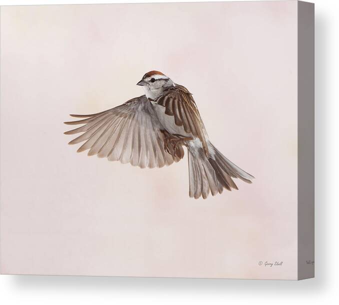 Nature Canvas Print featuring the photograph Feeling Chipper by Gerry Sibell