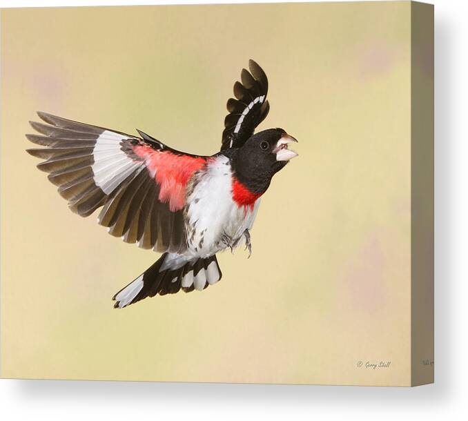Nature Canvas Print featuring the photograph Feisty by Gerry Sibell