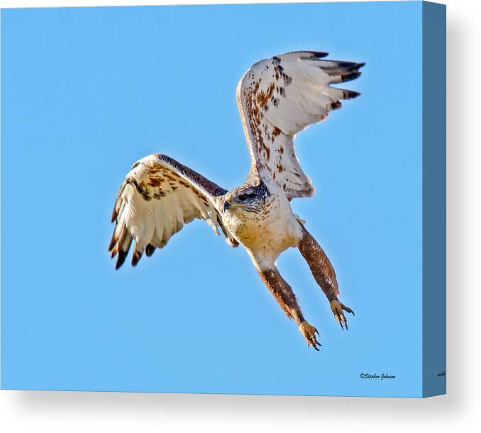 Ferruginous Hawk Canvas Print featuring the photograph Ferruginous Hawk Launch by Stephen Johnson