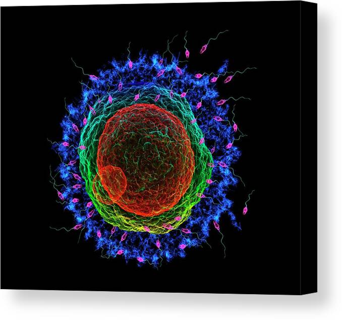 3 Dimensional Canvas Print featuring the photograph Fertilisation by K H Fung/science Photo Library